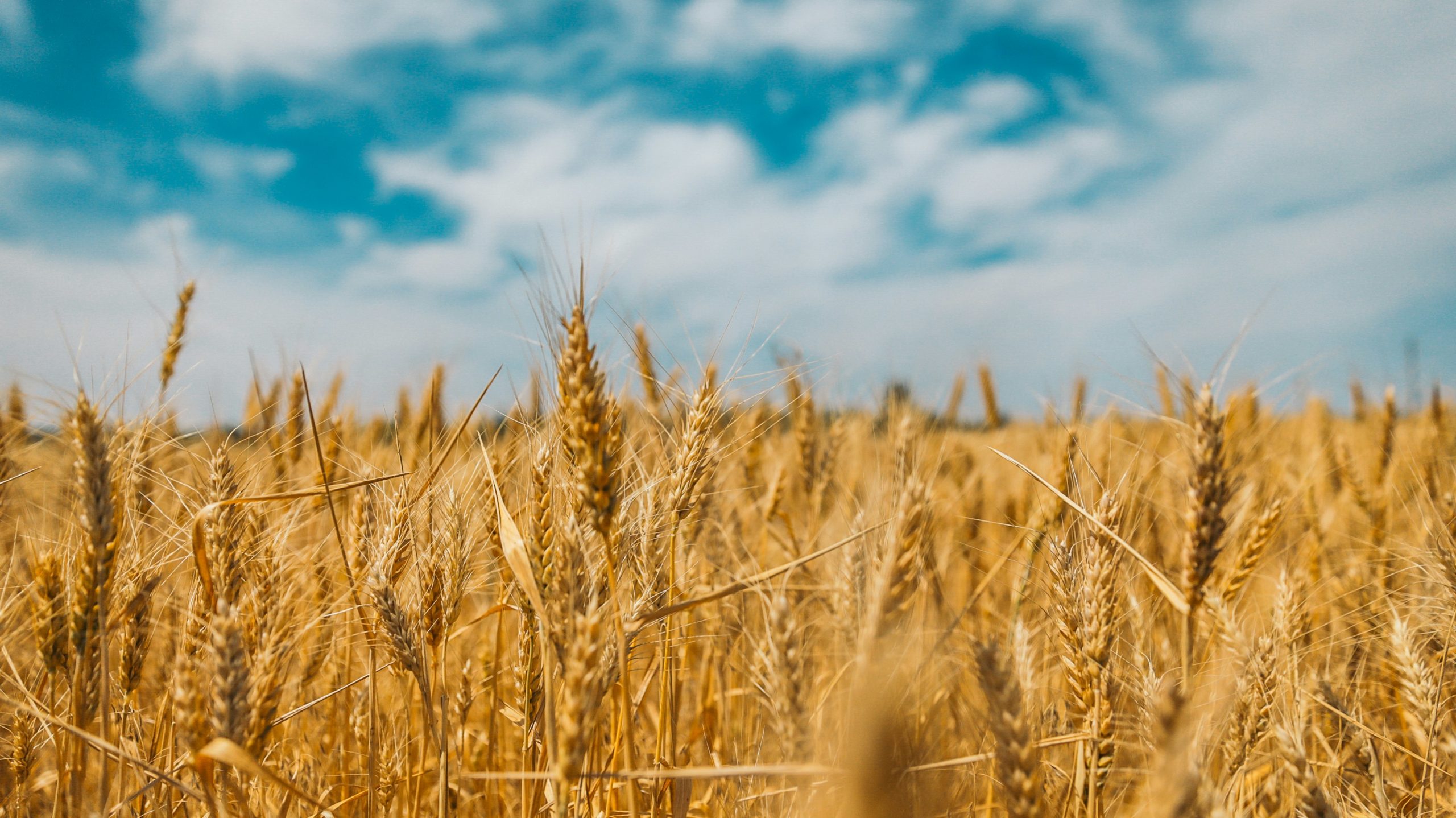 Info lait – été 2026